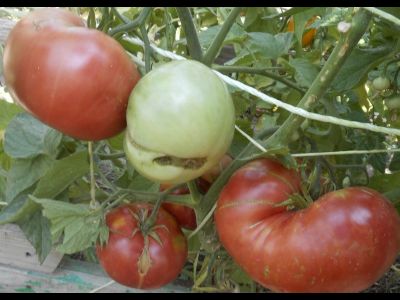 Томат Мир Марианны (Marianna's Peace)