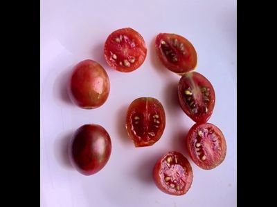 Томат черри Шоколадные брызги (Chocolate Sprinkles)