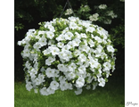 Fanfare White (А 66)