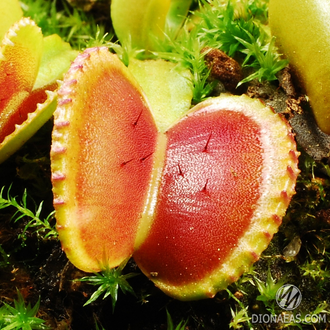 Dionaea muscipula Coquillage