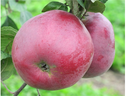 Звездочка (яблоня)