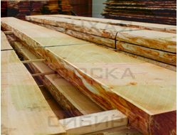 Siberian Larch