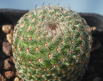Mammillaria huitzilopochtli FO 13- 5 семян