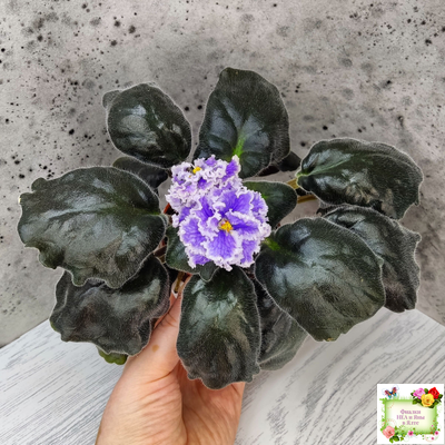 БР-Зимняя Метель (С. и Н. Буркацкие) 2021 г.