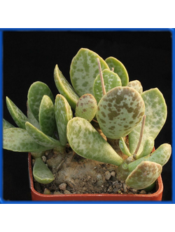 Adromischus subviridis, Bloukrans