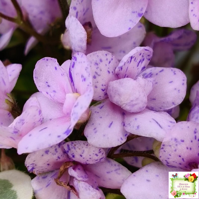 Жемчужный Восторг (Д. Глушакова) листовая химера (пасынок сорт посажен 20.10.25)