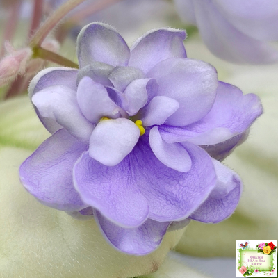 ЛЕ-Хрустальный Водопад Голд (Е. Лебецкая /С. Новгородова) 2018 трейлер