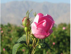 Гидролат Роза Дамасская (Rosa Damascena) Иран, лепестки 100 мл