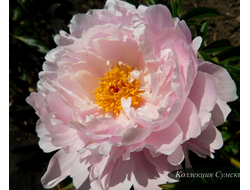 Пион Orchid Anne (Орхид Энн)