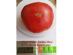 Томат Роза Виллы Карибу (Dwarf Willa’s Cariboo Rose)