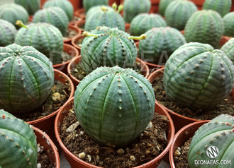 Euphorbia obesa