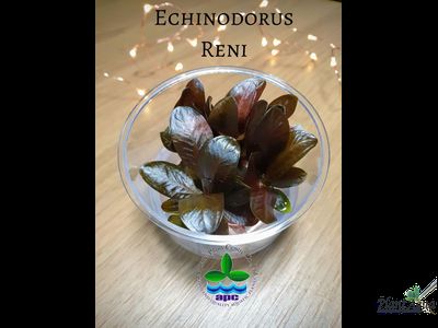 Эхинодорус Рени (меристемный) АЗИЯ