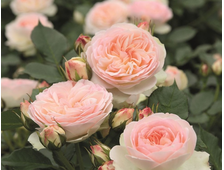 Роза флорибунда Пастелла  2-й сорт