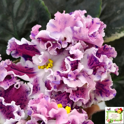 ТФ-Confetti (Т. Фурлетова) 2024 г. (лист с детками посажен 13.07.25)