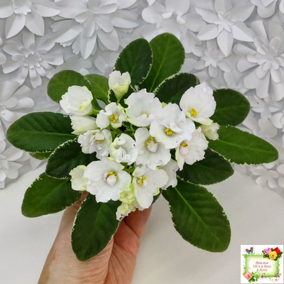 ЛЕ-Стрекоза (Е. Лебецкая) 2020 г. (пестролистный лонг)