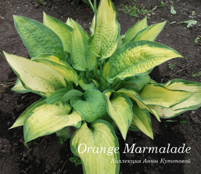 Хоста Orange Marmalade