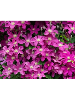 Клематис Remembrance (Ремембранс) , контейнер 2л