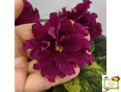 ЕК-Жара (Е. Коршунова) 2018 г.