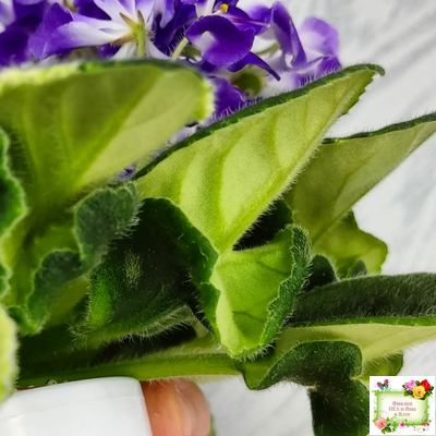 LV-Элизабет (Л. Шевелева) 2023 г.(лист посажен 29.01.26)