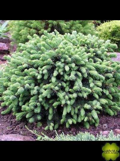 Ель СИЗАЯ карликовая подушковидная "ЭХИНИФОРМИС" (саженец 20х30 см)
