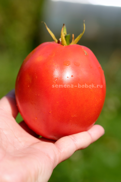 Томат Минусинский Бочковой, 10 шт