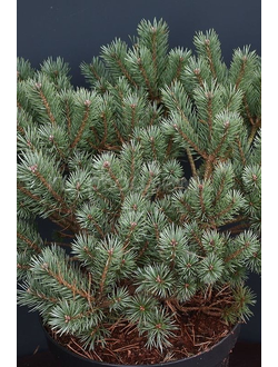 Сосна обыкновенная Beauvronensis