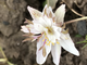 Anemone nemorosa Explosion