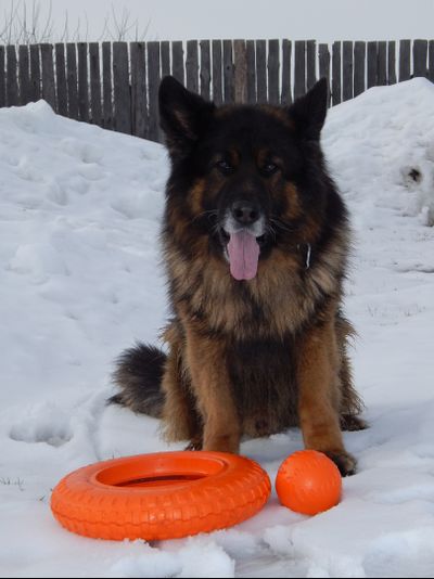 Doglike Кольцо  ГИГА (Оранжевый)