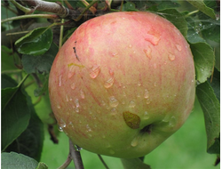 Красавица Москвы (яблоня)