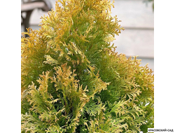 Туя Голден Энн - Golden Anne