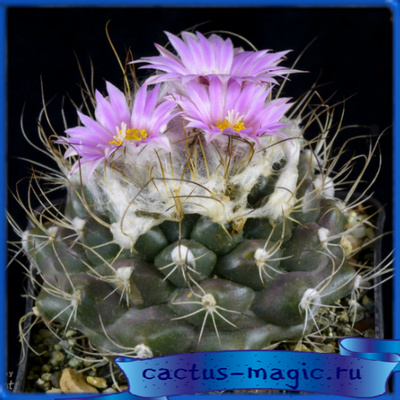Turbinicarpus laui
