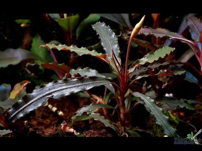 Буцефаландра velvet