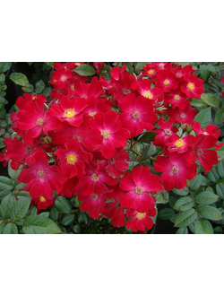 Поппи Роуз (Poppy Rose)