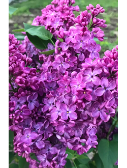 Сирень обыкновенная Знамя Ленина