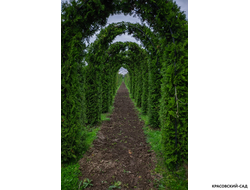 Арка из туи Брабант - Brabant