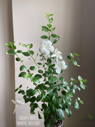 Dainty white hot sale