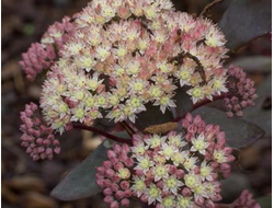 Очиток Moonlight serenada, C2