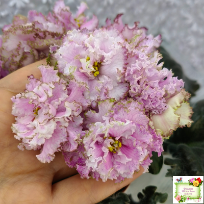 БР-Кудряшка (С. и Н. Буркацкие) 2021 г.