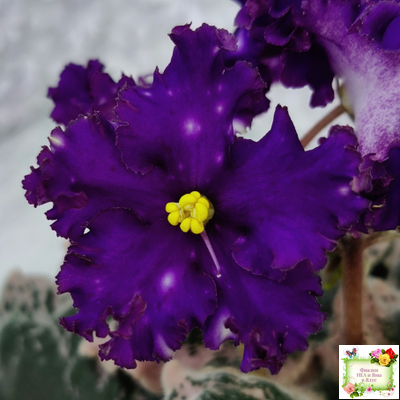 МТ-Моя Вселенная (М. Тотиева) 2023 г.