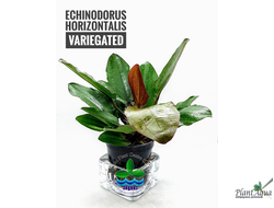 Эхинодорус Горизонталис Вариегата (горшок)