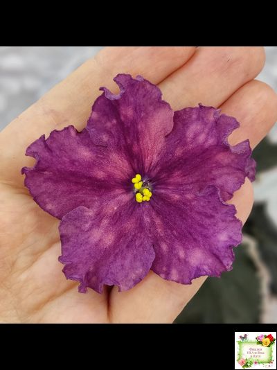 ВаТ-Калейдоскоп (Т. Валькова) 2015 г.