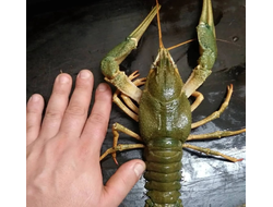 Королевсий рак ~ 6-8шт в 1 кг