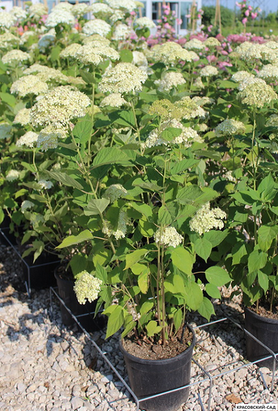 Гортензия древовидная Лайм Рики в Москве - Фото - Описание - выбрать Сорта - Красовский-Сад.рф