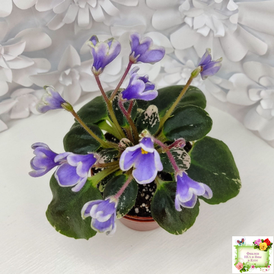 Н-Лесной Родник (Н. Бердникова) 2015 (детка-стартер)