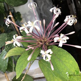 Clerodendrum Quadriloculare (Yellow Variegated) / Клеродендрум фейерверк сплеш