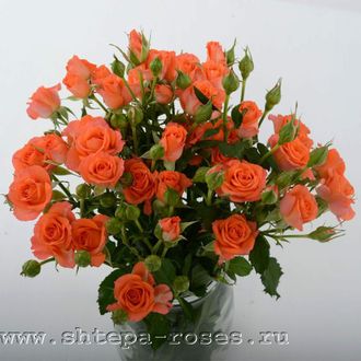 Алегрия