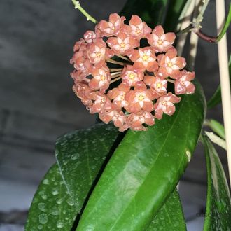 Hoya siariae red