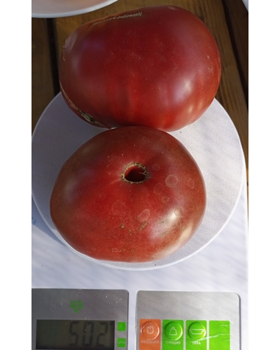 Томат Русский черный (Russian black)