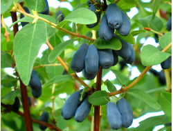 Жимолость, саженцы