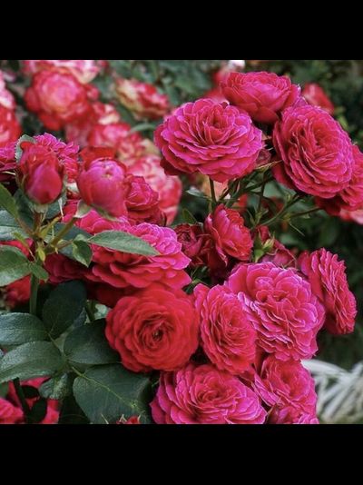 Домен де Сэн Жак де Борегар (Domaine de St Jean Beauregard)